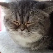 にゃんきーの画像