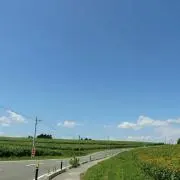 トシュの画像