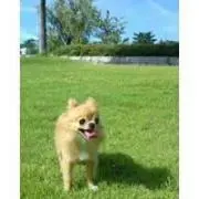 igachoruの画像