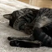 リンリンの画像