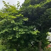 ミニマム