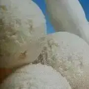 バニラの画像