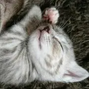 猫犬