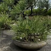 りの画像