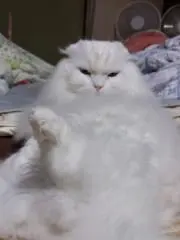 ☆さくら☆の画像