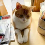 トシ