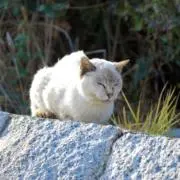 【値下げ交渉可能!!】にゃぴーの画像