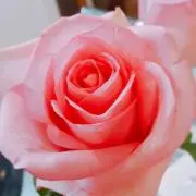 ナコタ(プロフィール一読お願いします)の画像