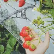ぴの
