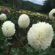 さ☆の画像