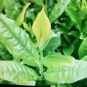 TEA9000の画像