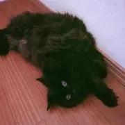 モココの画像