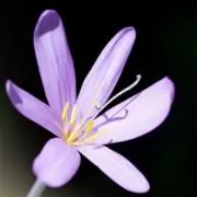 ビカクシダ P.willinckii Anapat#9 OC - メルカリ