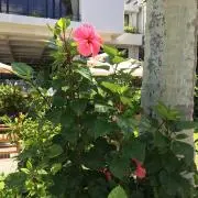ゆずゆずの画像