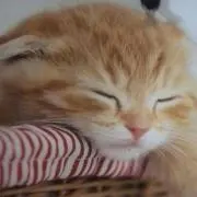 みっき