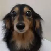 KAYAの画像