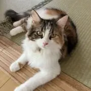 とらの画像