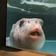 519fuguの画像