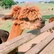 なつわかの画像