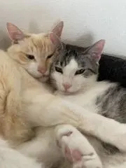 もーぷーの画像
