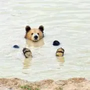 CCCの画像