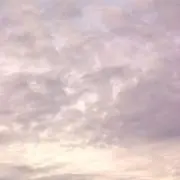 はなの画像