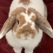 さくらの画像