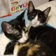 アルボロスの画像