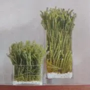 CSSの画像
