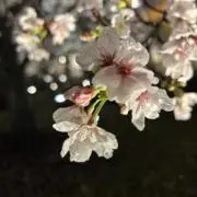 葵の画像