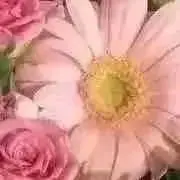 いちご※次回8/17発送の画像