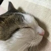 Kちゃん。の画像