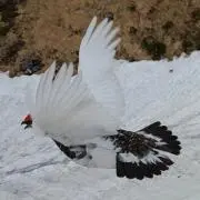 BBの画像