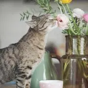 さくや