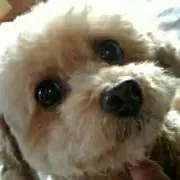 tomohisa