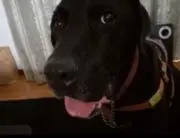 ぽぽ