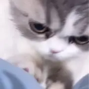 にゃの画像