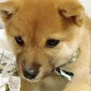 ろんの画像