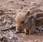 ひょう　値下げ依頼大歓迎の画像