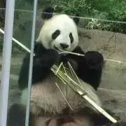 パンちゃんの画像