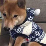 豆ちゃんの画像