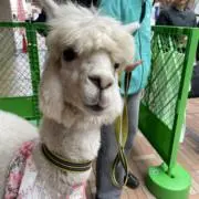 アルパカの画像