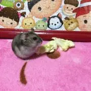 グッチー