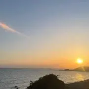 しば　断捨離中の画像