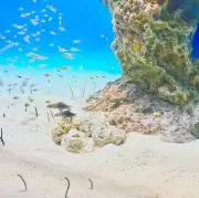 。