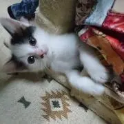 シュカの画像