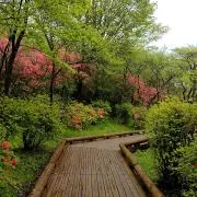 passarの画像