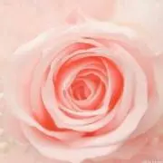 みゅうみゅう
