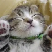 にゃんこの画像