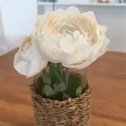 グリーンルイボスの画像